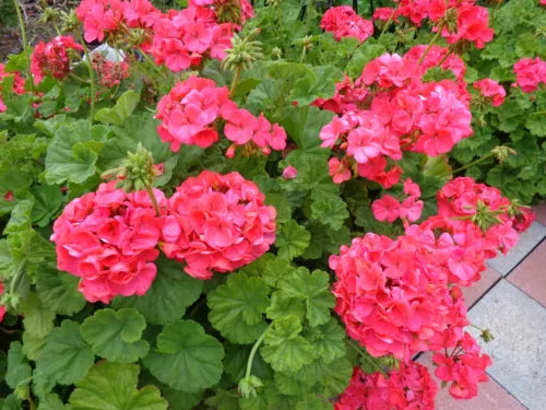 Geranium Cuttings 5x6" Hardy Fragrant Red Orange Pelargonium hortorum for Vibrant Garden Blooms
