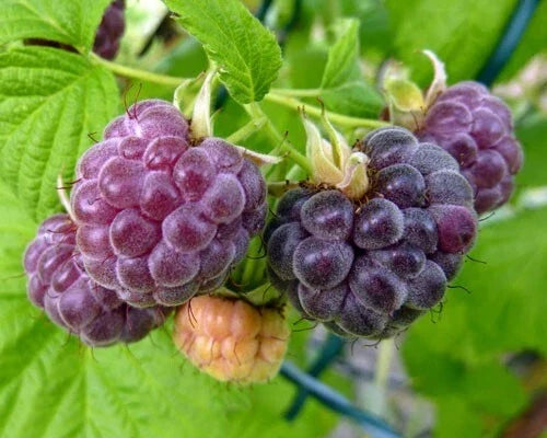 Organic Glencoe Purple Raspberry Starter Plant | Thornless | Rubus idaeus 'Glencoe' | Live Rooted | Zones 4-9