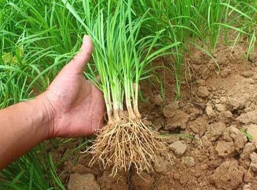 50-Pack Garlic Chives Bare Roots Edible Herbs Allium tuberosum for Gardening - Perennial Flavorful Plants for Outdoor Planting