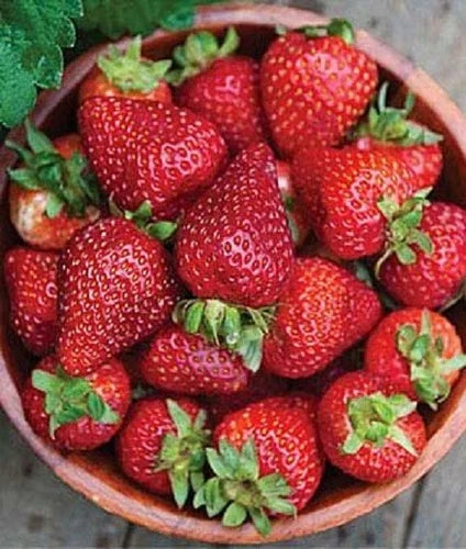 Seascape Strawberry Plants Lot of 25 - Day Neutral, Heat-Tolerant, Disease Resistant - Fragaria x ananassa