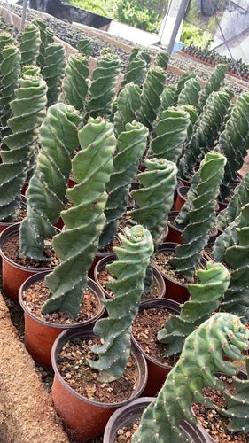 Cereus Forbesii Spiral Cactus Live Plant 8 Inch Drought-Resistant Green Rare Indoor/Outdoor Cactus Cereus forbesii