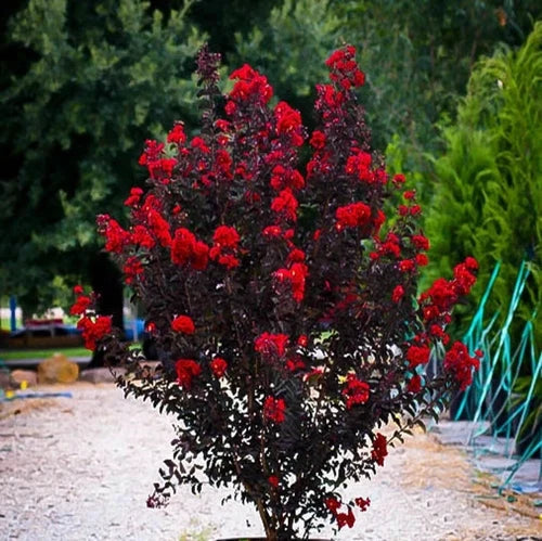 Ruby Thunderstruck Crape Myrtle Starter Plant - Well-Rooted Lagerstroemia indica for Home Garden - Vibrant Blooms, Easy Care