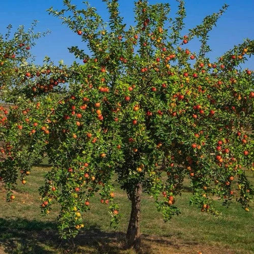Gala Apple Tree 2ft Live Fruit Tree Malus domestica Semi-Sweet Crisp Apples Ideal for Zones 4-9 Ready to Plant Now