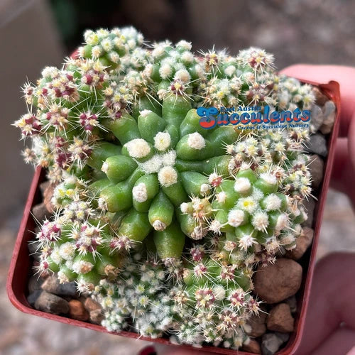 Live Rooted Cacti 2.75" Variegated Echinocactus grusonii monstrose - Unique Golden Barrel Cactus for Indoor Gardens