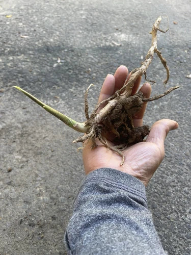 Myoga Ginger Plant - Live Culinary Herb with Root - Zingiber mioga - Aromatic Shoots for Gardens - Easy to Grow