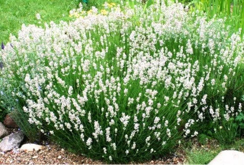 Lavender Plant Plug - Ellagance Snow White - Live Rooted Perennial - Lavandula angustifolia - Indoor & Garden Use