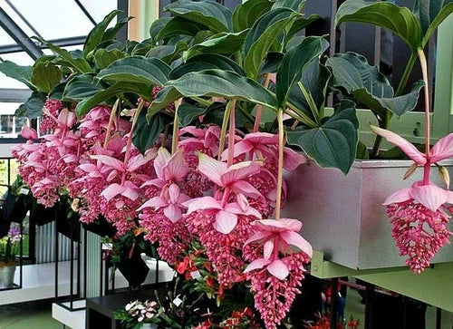 Royal Chandelier Medinilla Plant Starter - Live Rooted Rare Indoor Tropical Plant, Medinilla magnifica, Easy Care Indoor Bloom