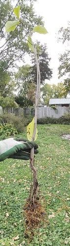 Pawpaw Seedlings - 2-Year-Old Trees, Air Pruned, Asimina triloba, Grown for Robust Growth and Delicious Fruits