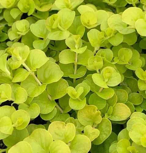 10 Bare Root Golden Creeping Jenny Plants - Hardy Ground Cover - Lysimachia nummularia - Zones 3-9 - Vibrant Gold Foliage