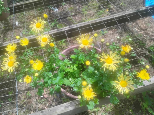 Yellow Quilled Mums Live Plant Set of 3 - Organic Hardy Perennial Chrysanthemum - Deer-Resistant Indoor/Outdoor Flowers