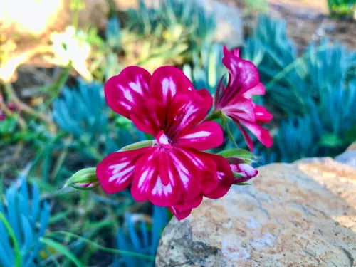 Hot Pink White Pelargonium Cutting 6" Trailing Ivy Geranium Live Plant - Pelargonium peltatum, Easy Care, Vibrant Blooms
