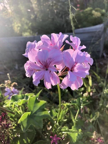 Trailing Ivy Geranium Live Cuttings 3x6" Lavender Pelargonium Peltatum - Easy Care for Hanging Baskets and Containers