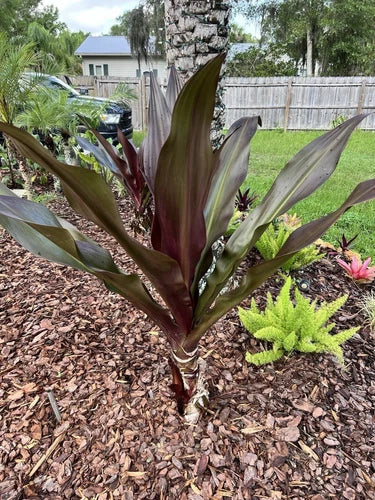 Bare Root Crinum Lily Plants - 2 Queen Emma Purple Crinum - Crinum x herbertii - 6-8 inches - Perfect for Gardens & Landscaping