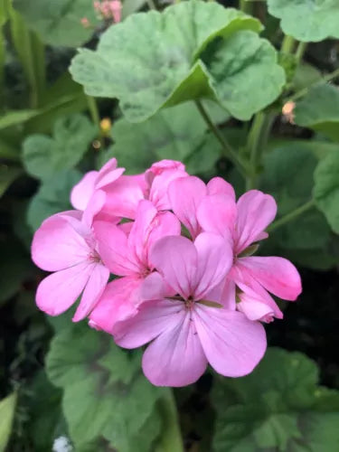 Bubblegum Pink Geranium Cuttings 4x 8" Pelargonium x hortorum Live Plant Starter for Garden & Indoor Decor
