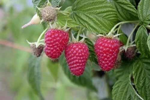 Live Starter Plant Tulameen Red Raspberry - Extra Large Berries - Self-Pollinating - Rubus idaeus 'Tulameen' - Zones 5-9