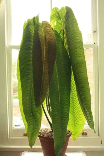 Anthurium veitchii Starter Plant - King Veitchii - Live Well Rooted - Tropical Indoor Gardening - Healthy Small Plant