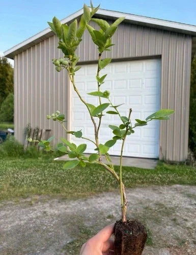 Blueberry Plants Rooted Cuttings 5 Pack - Elliott, Blue Jay, Jersey, Draper - Vaccinium corymbosum - Home Gardening Essentials