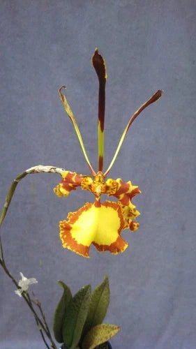 Psychopsis Mendenhall 'Hildos' Orchid Plant, 2.5" Pot, Unique Red-Spotted Foliage, Psychopsis Butterfly x Psychopsis papilio