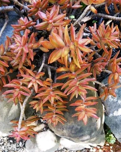 Coppertone Sedum Succulent - 5-7" Rooted Live Plant - Sedum Adolphi - Bare Root Coppertone Stonecrop for Indoor/Outdoor Garden