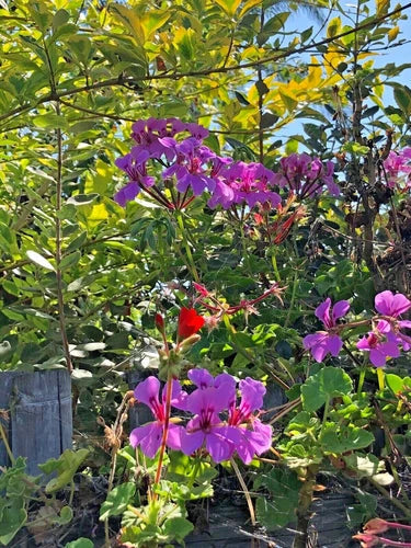 Ivy Geranium Cutting 6" Purple Pelargonium Peltatum Live Plant - Trailing Ivy Geranium for Patio, Balcony, Yard, Garden