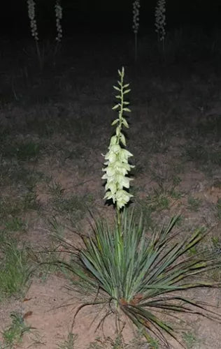 Yucca Bare Root Live Plant 15-Inch Adam's Needle Yucca (Yucca filamentosa) - Drought-Tolerant Perennial for Gardens