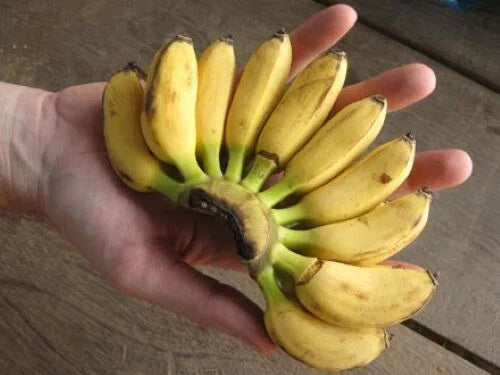 Musa Banana Plant Starter - Small 2-8" Rooted Tropical Indoor Décor - Truly Tiny Banana Plant - Musa spp.