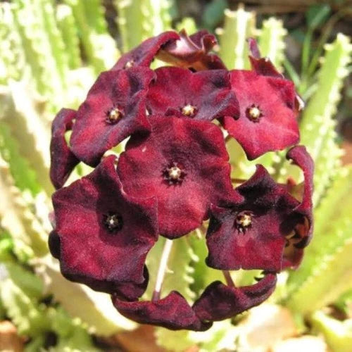 Caralluma Umbellata Potted Plant - 3.5" Rare Succulent - Exotic Indoor Plant - Umbelled Caralluma - Healthy & Well-Rooted