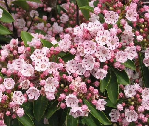 Pink Mountain Laurel Live Plant Bare Root 1 Ft Pink Flowers Kalmia latifolia Organic Gardening