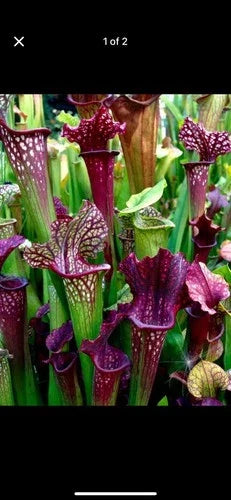 Sarracenia Bare Root Rhizomes - Carnivorous Plants Variety Mix - Sarracenia spp. for Indoor or Outdoor Gardening