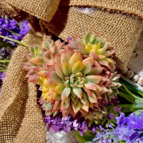 Live Succulent Echeveria Mebina Variegata - Bare Root Plant, Colorful Pastel Variegation, Easy Care, Home Decor Plant