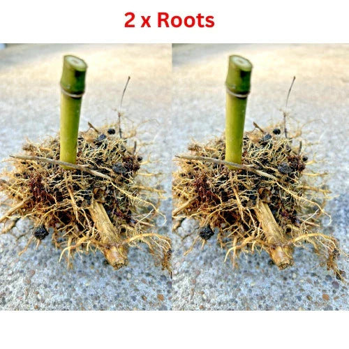 Live Bamboo Roots - 2 Seabreeze Rhizomes - Phyllostachys aurea - Ideal for Privacy Screening and Landscaping