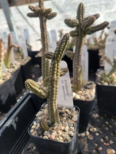 Echidnopsis cf. dammanniana Cactus - 2" Pot - Bare Root Succulent Plant - Unique Desert Flora for Home & Garden