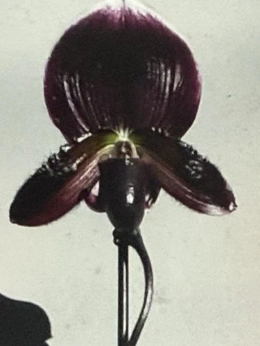 Orchid Plant 2" Bud Paphiopedilum Paph Magic Cherry x Voodoo Magic - Exotic Hybrid for Pro Growers, Bare Root Shipping