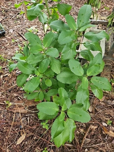 Kalanchoe Pinnata Live Plant - 2" Starter, Leaf of Life Miracle Wonder, Organic, Succulent, Kalanchoe pinnata