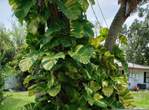Variegated Golden Pothos Plant 2.5" Pot - Epipremnum aureum - Live Rooted Climbing Variety for Indoor Gardening