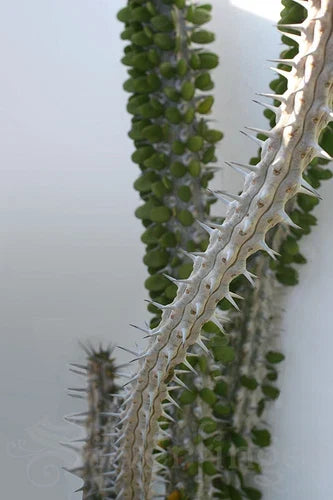 Live Plant - Madagascar Ocotillo - Alluaudia Procera - Unique Deciduous Succulent for Indoor/Outdoor Gardens