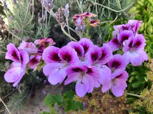 Lavender Purple Pelargonium Geranium Live Plant Cutting 6" - Fancy Regal Geranium (Pelargonium) - Low Maintenance, Hardy Blooms