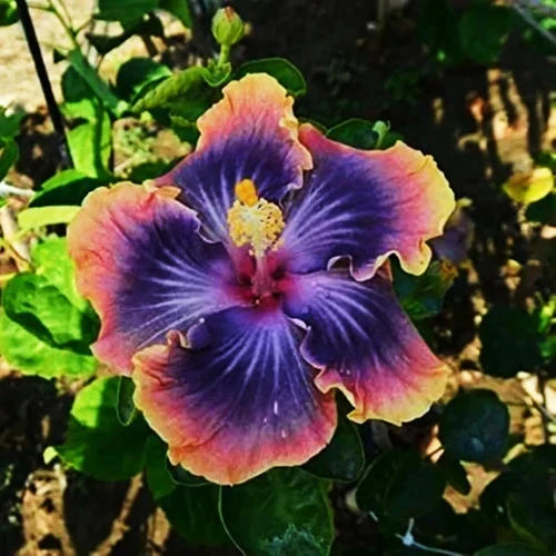 Madagascar Hibiscus Starter Live Plant 3-5 inches, Hibiscus moscheutos, Mallow, Malvaceae - Tropical Garden Blooming Plant