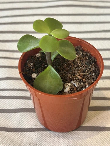 Rooted Jade Plant Succulent - Green Money Plant - Crassula ovata - Live Indoor/Outdoor Plant - Ready to Plant