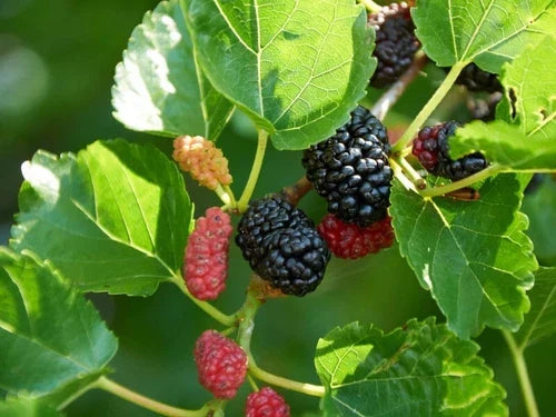 Dwarf Everbearing Mulberry Cuttings - 20+ Fruit Cuttings for Root Propagation - Morus nigra - Ideal for Small Gardens