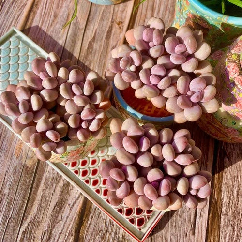 Live Succulent Graptopetalum Amethystinum - Bare Root Plant for Easy-Care Indoor Greenery & Wedding Decor