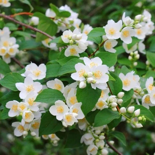 Mock Orange Shrubs 2ft Live Plants - Fragrant White Flowers - Philadelphus lewisii - Hardy Zones 3-8 - Ready to Plant