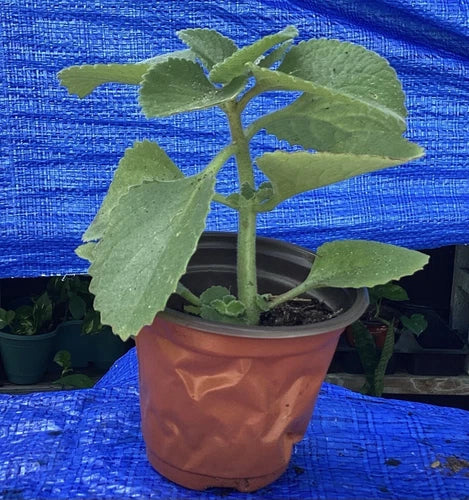 Cuban Oregano Plant - 4-6 Inches - Organic Culinary Herb - Plectranthus amboinicus - Aromatic Flavorful Addition for Cooking