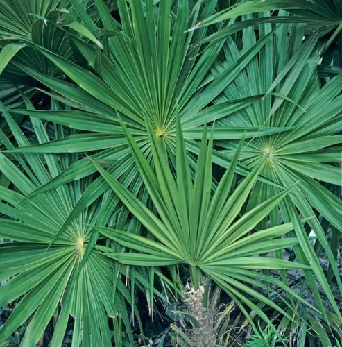 Small Rooted Starter Plant - Saw Palmetto - Serenoa repens - Medicinal Uses for Home Gardening - Well-Rooted & Hardy Plant