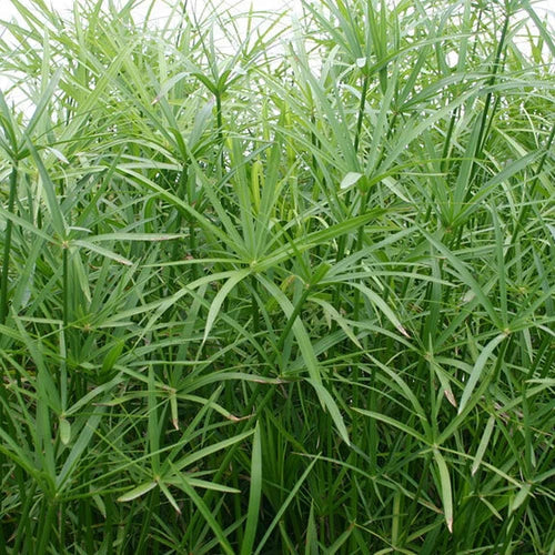 Live Dwarf Umbrella Palm Plant - 1 Gallon - Tropical Marginal Pond Plant - Cyperus alternifolius - Easy Care