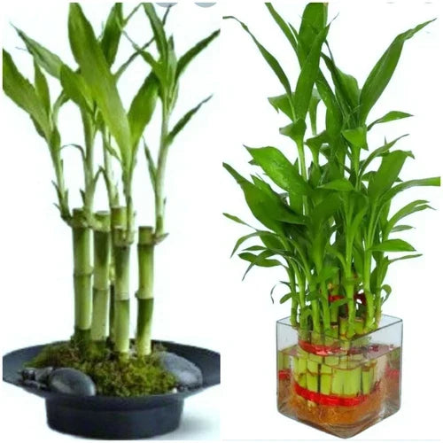 Lucky Bamboo Plant - 4" Stalks, 7 Stalks for Feng Shui, Wedding Favors - Dracaena sanderiana, Good Luck Decor