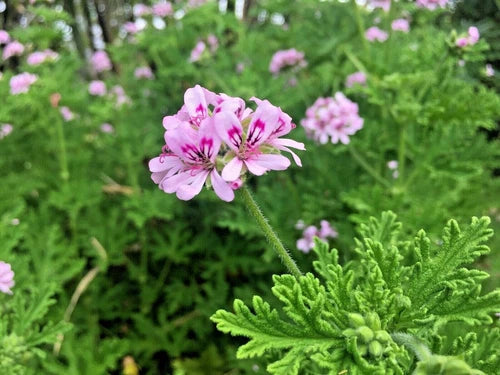 Pelargonium Citronella Lemon Scented Geranium Cuttings 3-Pack Pink Flowers 3"-5" - Natural Mosquito Repellent Plant