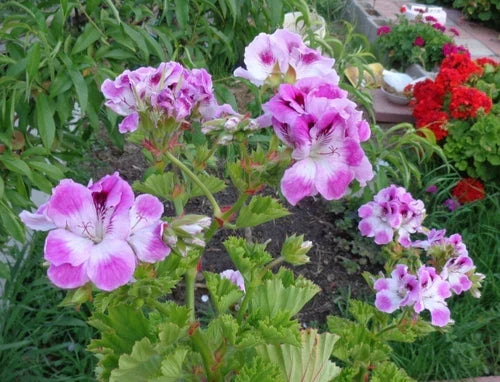 Regal Geranium Cuttings 6" Purple White Orchid-Like Blooms Pelargonium Fancy 2-Pack