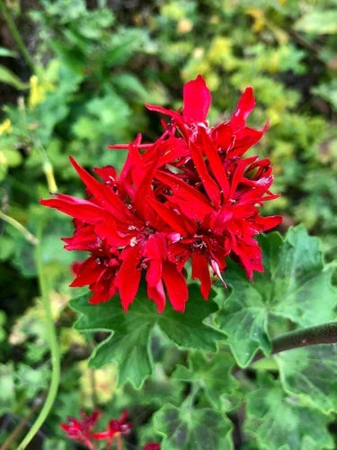6" Live Plant Cutting Pelargonium Geranium Spiky Red Bloom Cluster Rare Pelargonium spp.