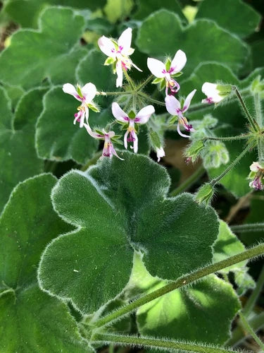 Rare Fuzzy Mint Scented Pelargonium Geranium Cuttings 3x6" Live Plant - Pelargonium tomentosum, Mint-Scented Foliage, Unique Flowers